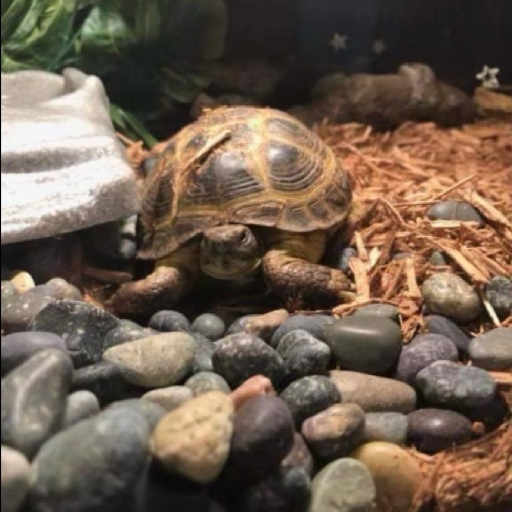 Meet your Posher, Cynthia